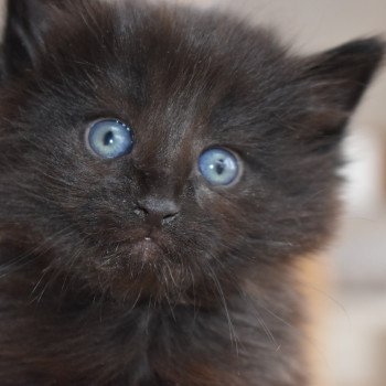 chaton Norvégien black La Maison Artémis