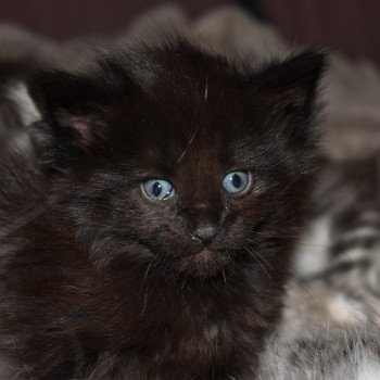 chaton Norvégien black La Maison Artémis